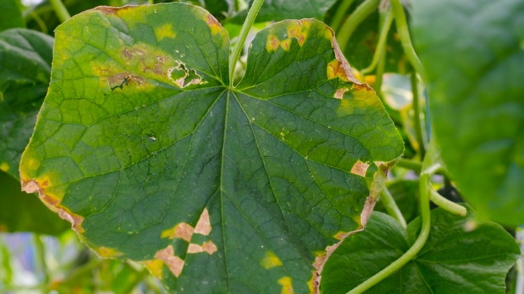 Вот так начинается беда - желтые пятна между зелеными жилками листа