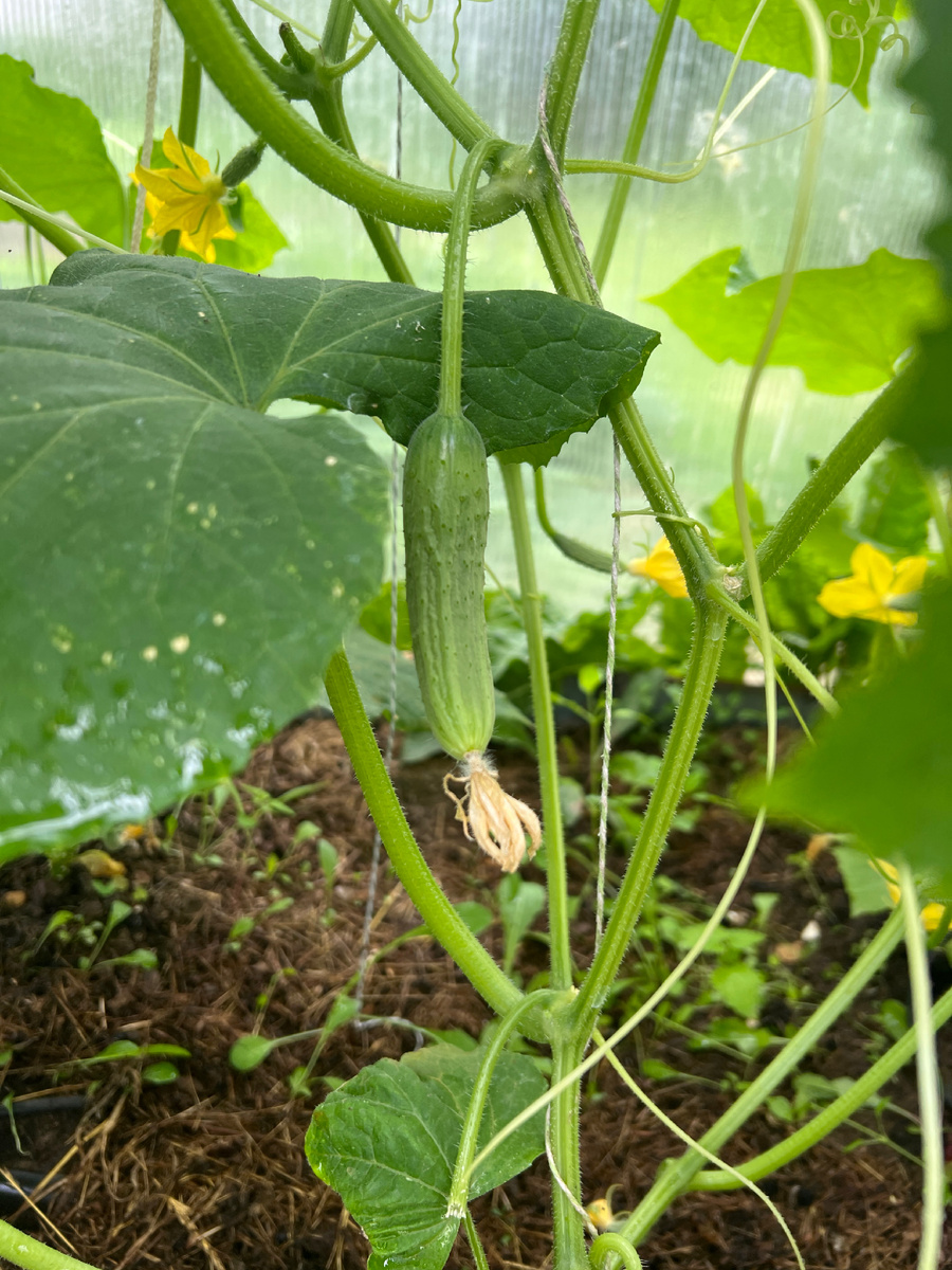 Сорт Зозуля 