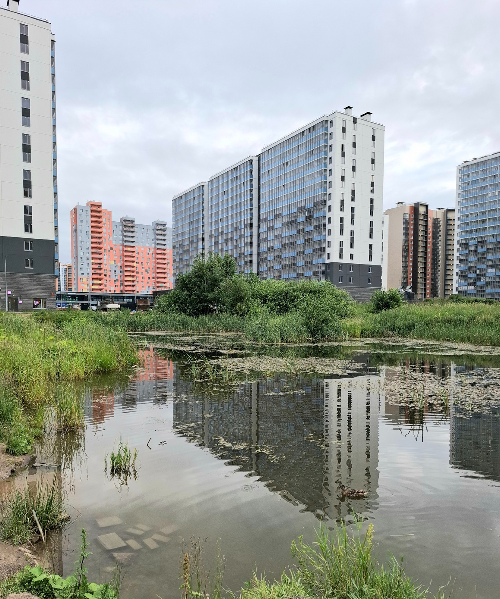 Пруд с уточками #нараёне 