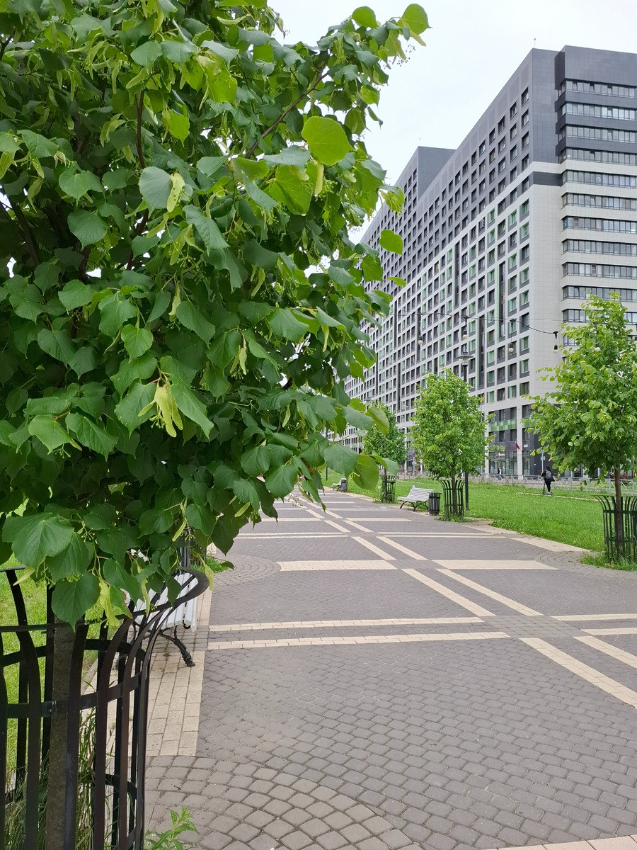 Липовая аллея #нараёне 