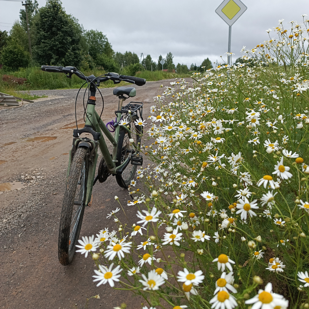 Так много ромашек, что надо погадать о ком- нибудь..