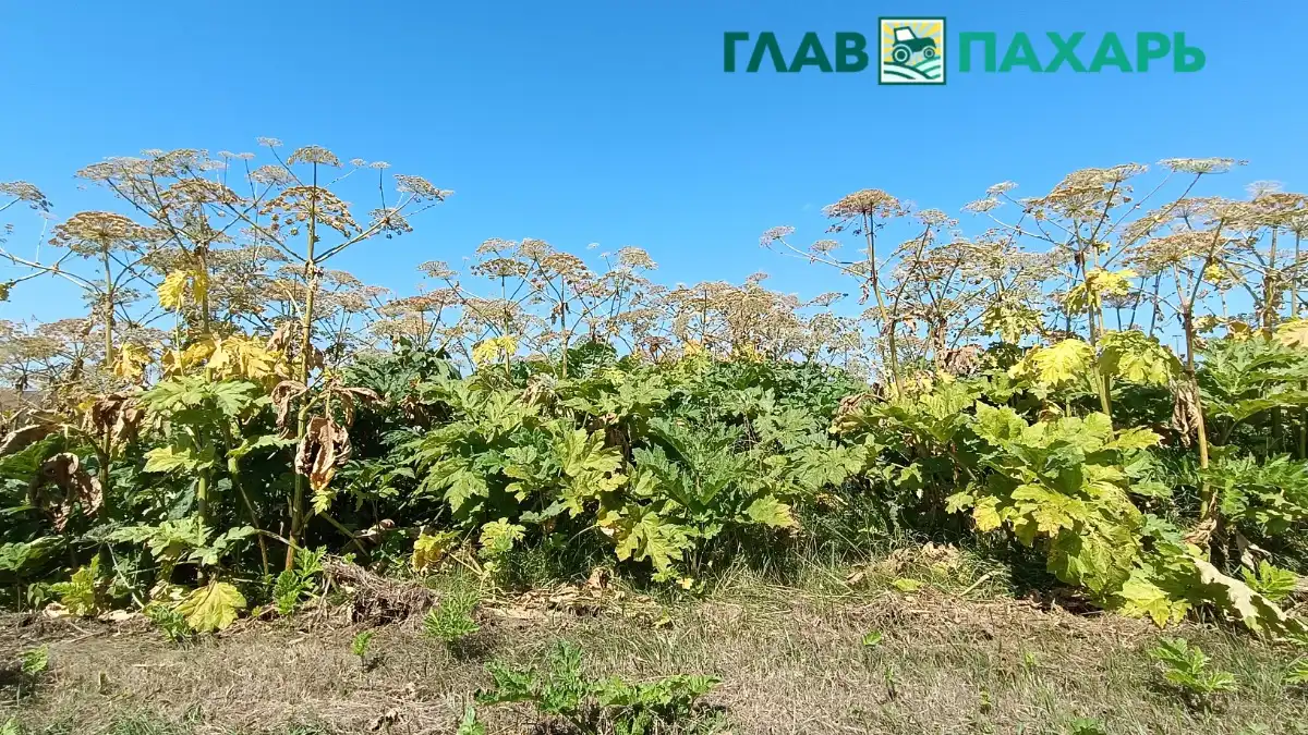 Фото: © Артем Борисов / Glavpahar.ruБорщевик Сосновского на сельхозугодьях (фото иллюстративное)
