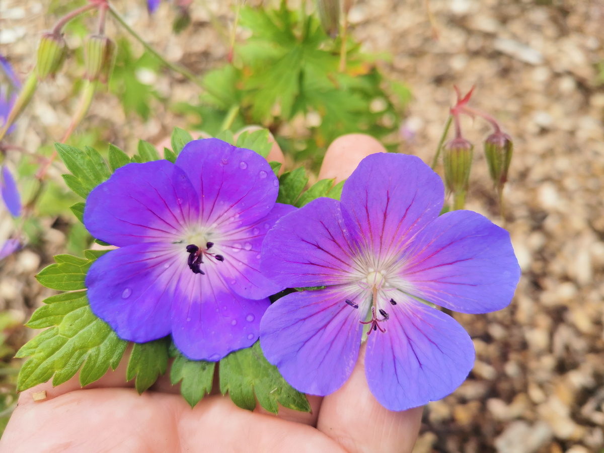Rozanne слева, Baby Blue справа
