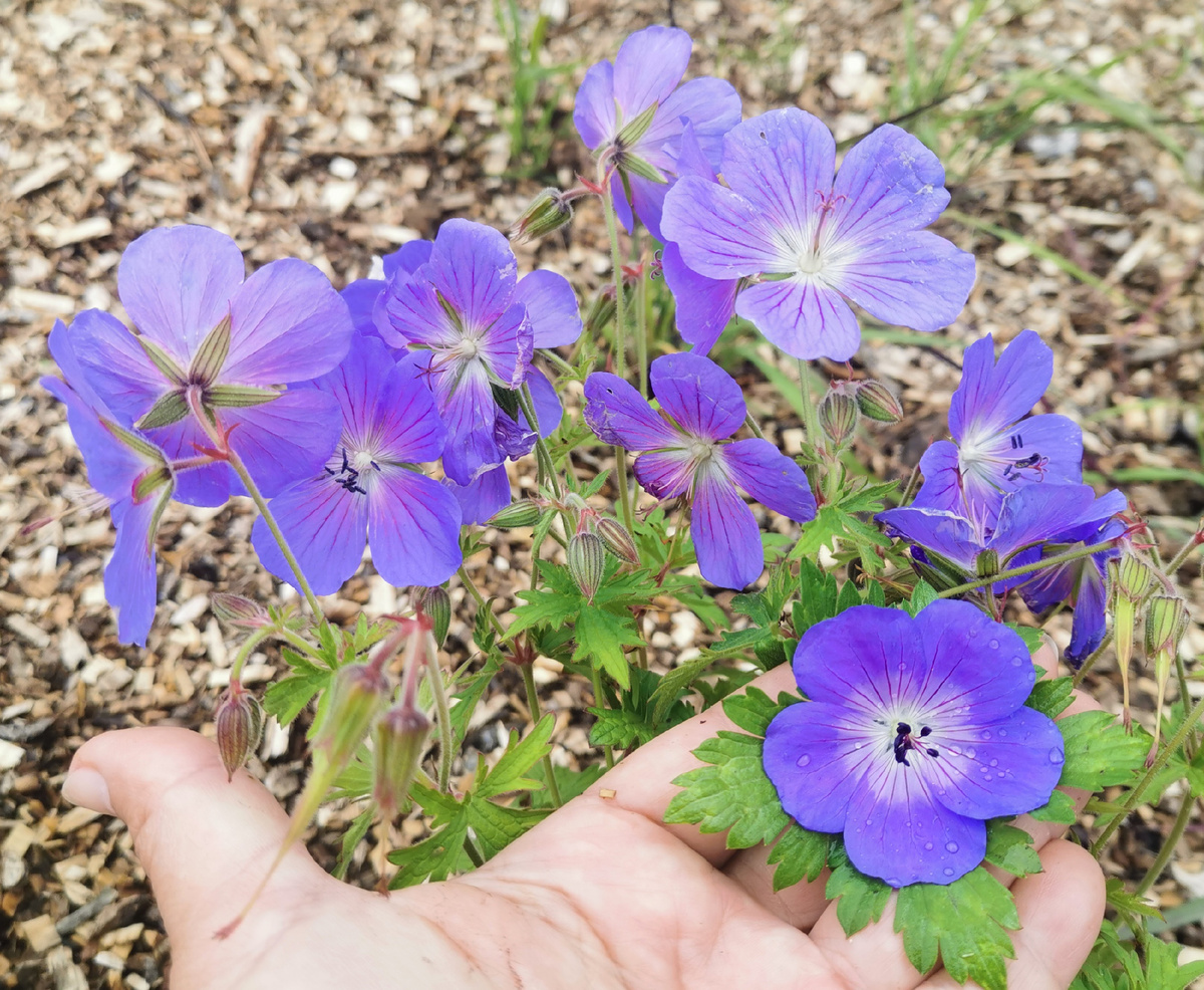 Rozanne и ее листик в руке, остальное - Герань Baby Blue 