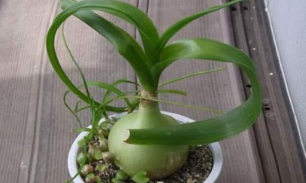 Вот такое фото прислали. "Альбука" За 300 руб