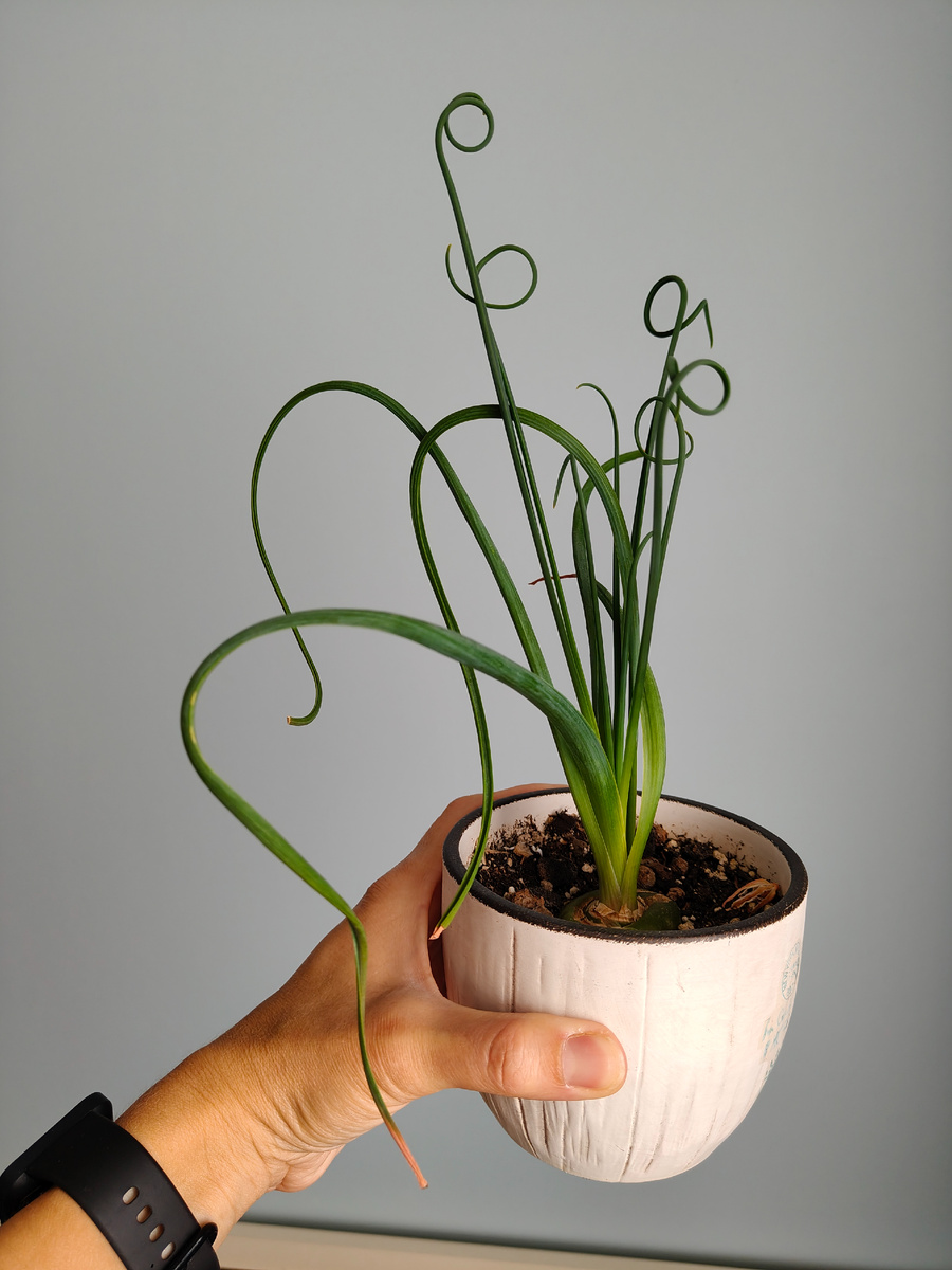 Фото автора. Альбука Спиралис Фризл Сизл оригинал) 