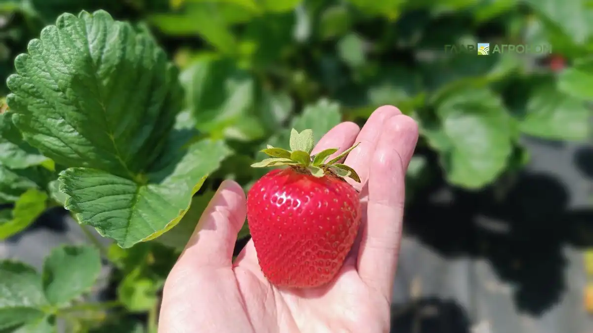 Фото:© Артем Борисов / Glavagronom.ruЭксперт Плугов: в РФ произошел инвестиционный бум в производстве ягод