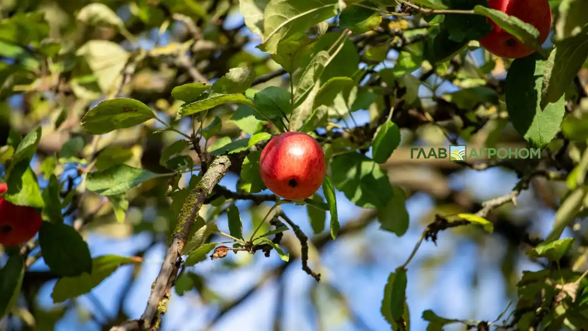 Фото:© Виталий Рыбалко / Glavagronom.ruБолее 50% мирового производства яблок находится в Китае
