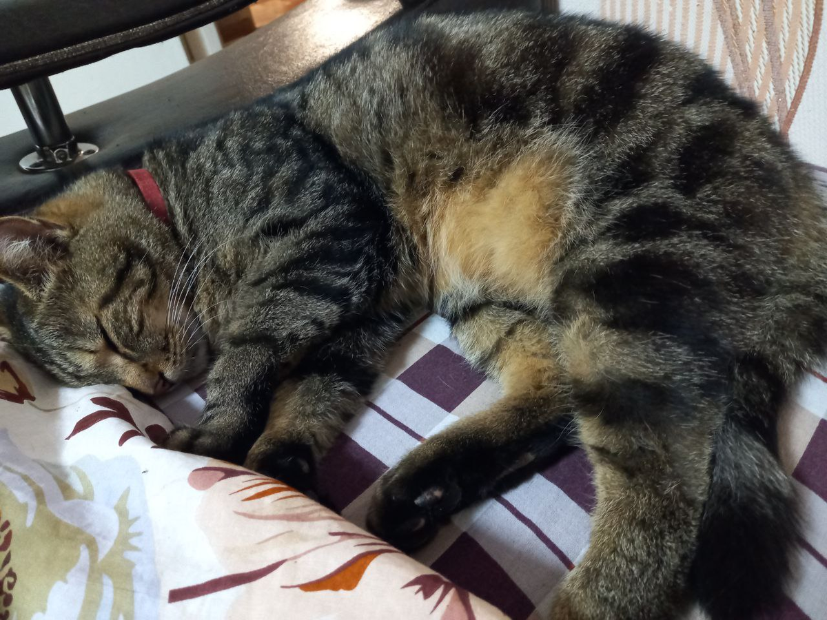 Плюша в ненастье спит весь день.