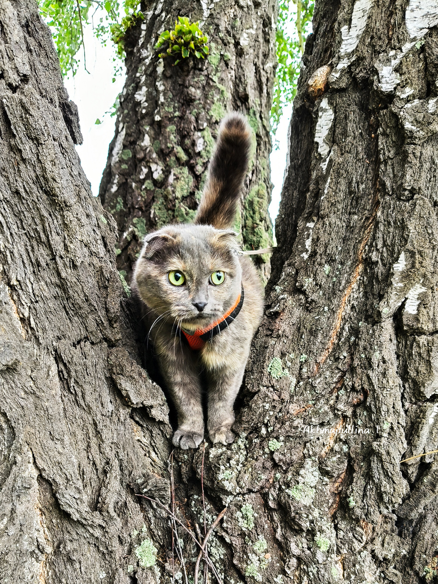 Я просила просто вывести меня погулять, а не вот это вот всё.  