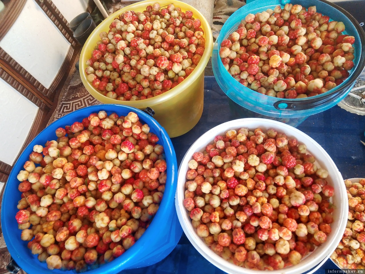 Сколько морошки! Фото: Елена Вискова (Фролова)