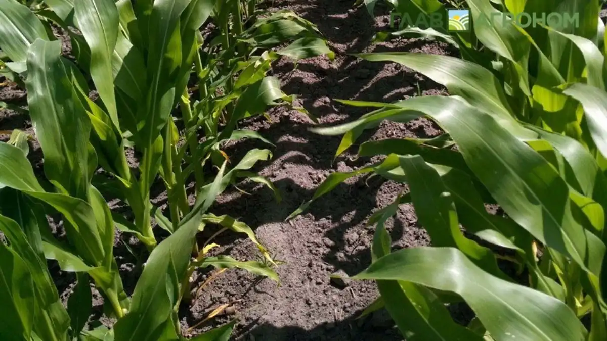 Фото:© Владимир Исаенко / Glavagronom.ruУченые выявили штамм, который стимулирует рост рассады кукурузы и имеет повышенную устойчивость к соли