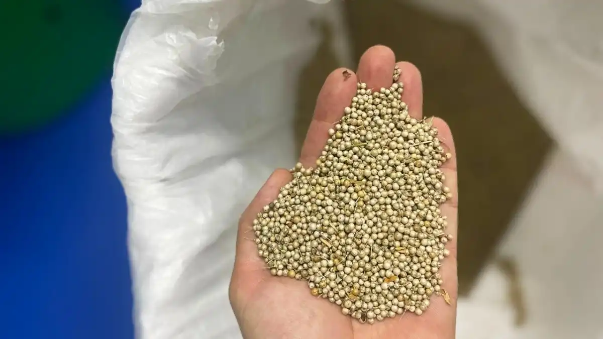 Фото: пресс-служба «Прогресс Агро»Масло будущего: в «Прогресс Агро» экспериментируют с переработкой крамбе