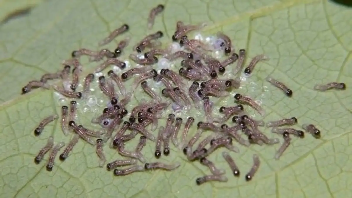 Фото: РоссельхозцентрСпециалисты Россельхозцентра рекомендуют использовать энтомофагов в борьбе с гусеницами хлопковой совки и совки гамма