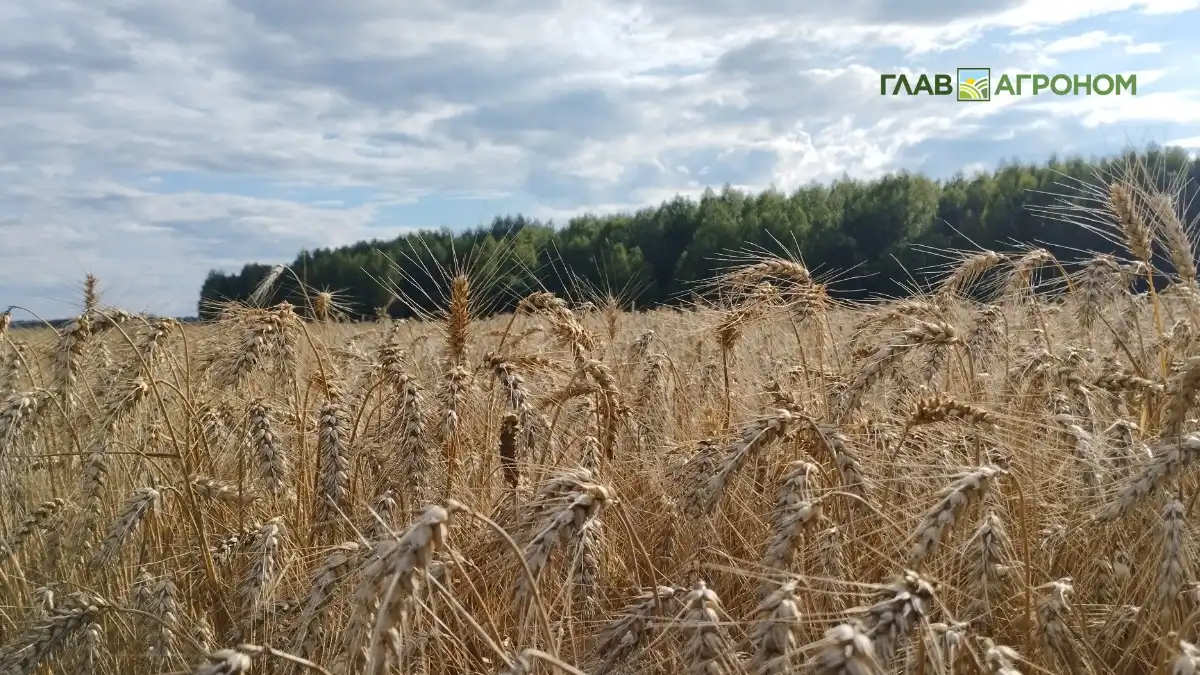 Фото:Николай ПетроченкоВ Ставропольском ГАУ рассказали про новые болезни озимой пшеницы