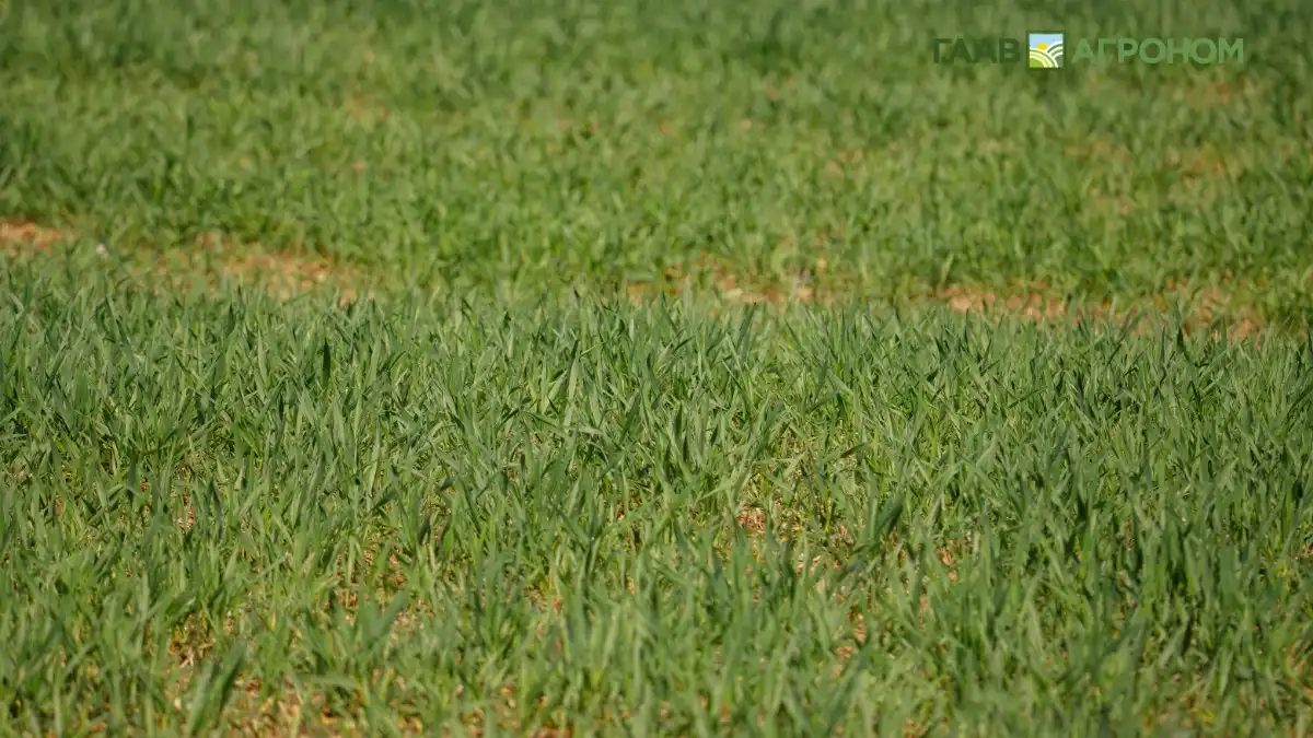 Фото:© Виталий Рыбалко / Glavagronom.ruБиопрепараты иммунизируют растения озимой пшеницы и позволяют им успешно противостоять гибелленозу