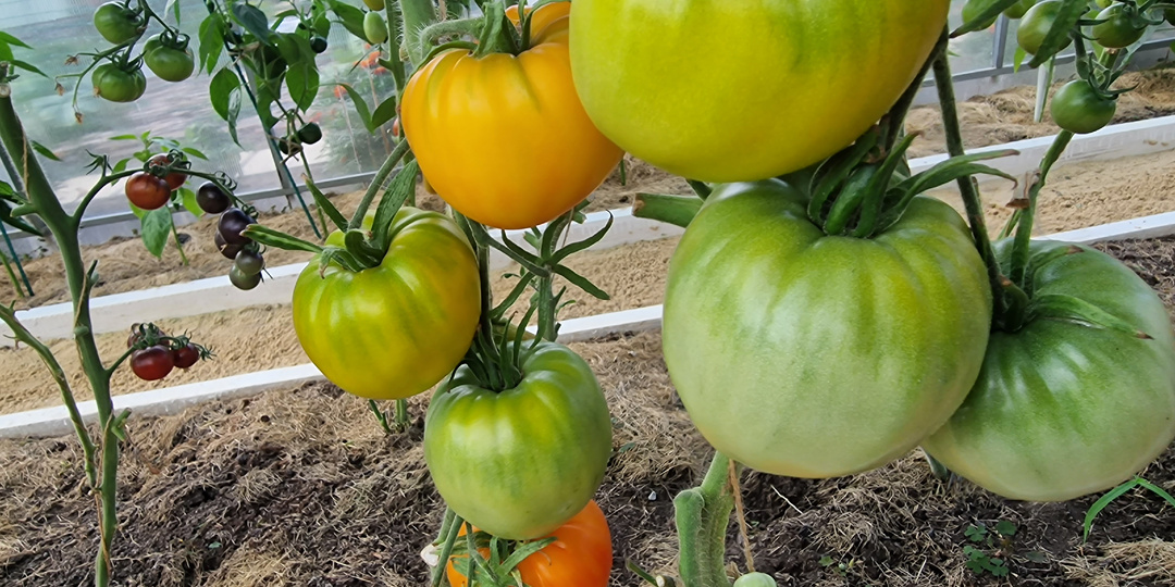 Важно! Уход и подкормки томата на налив плодов