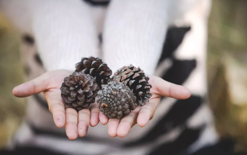    Творчество вместо скуки: как превратить природные материалы в стильный декор