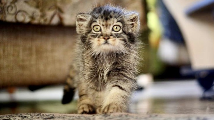 Дарья обходит с дозором владения свои