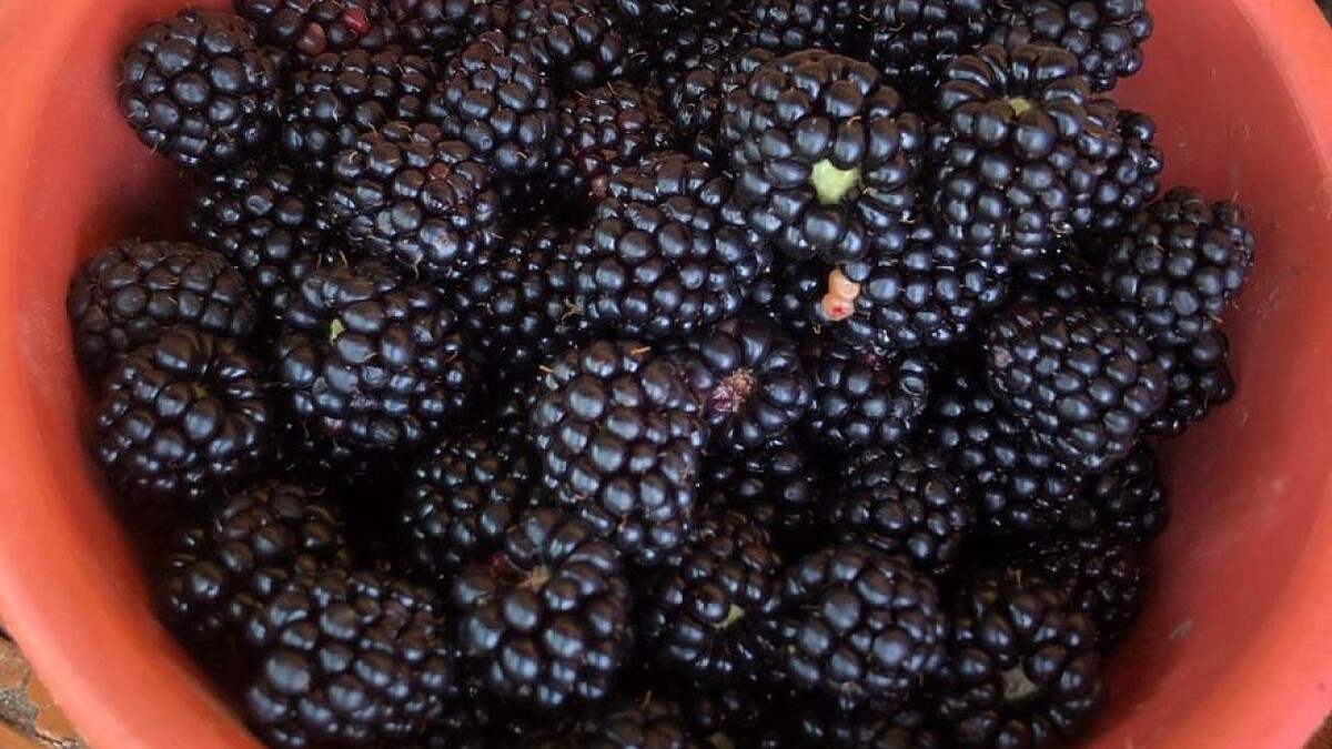    Фото: телеканал «Краснодар»