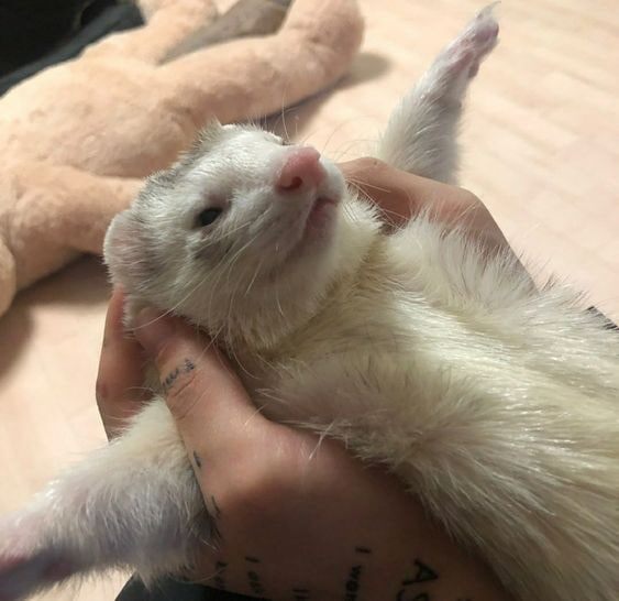 Самолётик😹