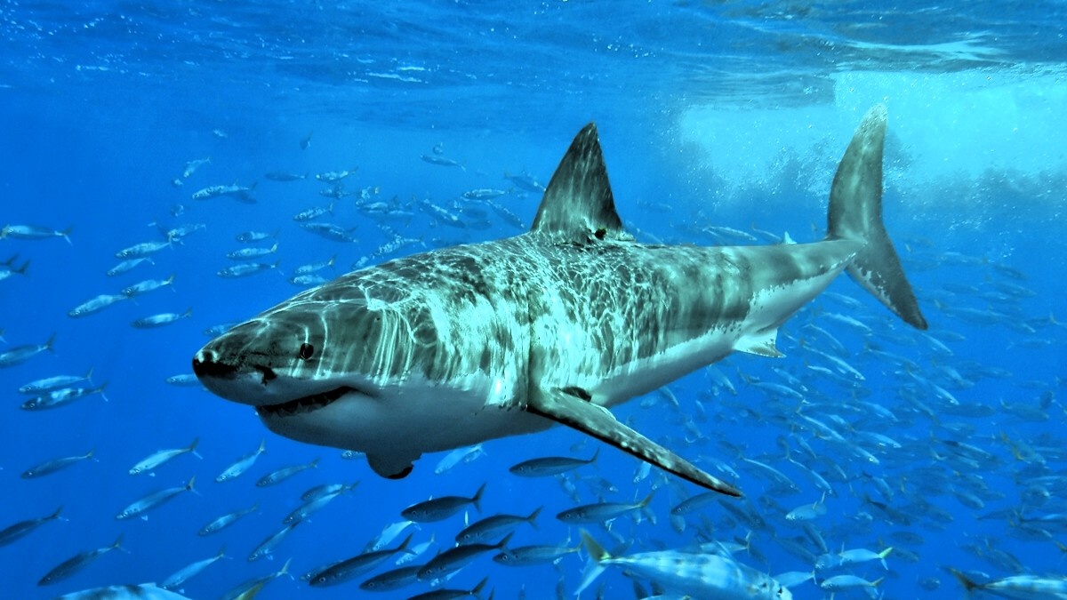 Большая бела акула