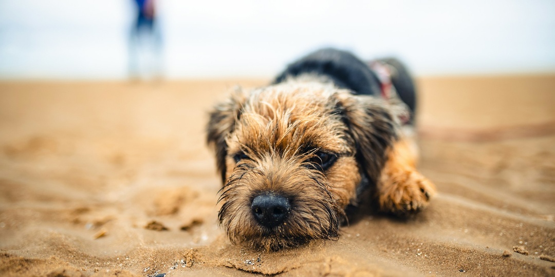 Собакам не место на пляжах: в России с 1 сентября меняют правила выгула домашних животных