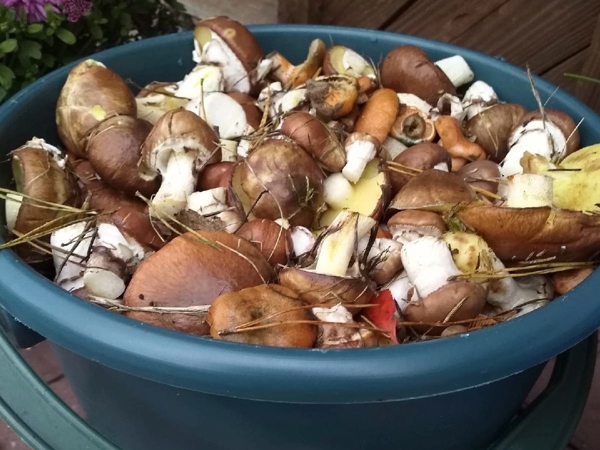    Ценятся в разы больше белых: эти неприметные грибы можно собирать целыми ведрами