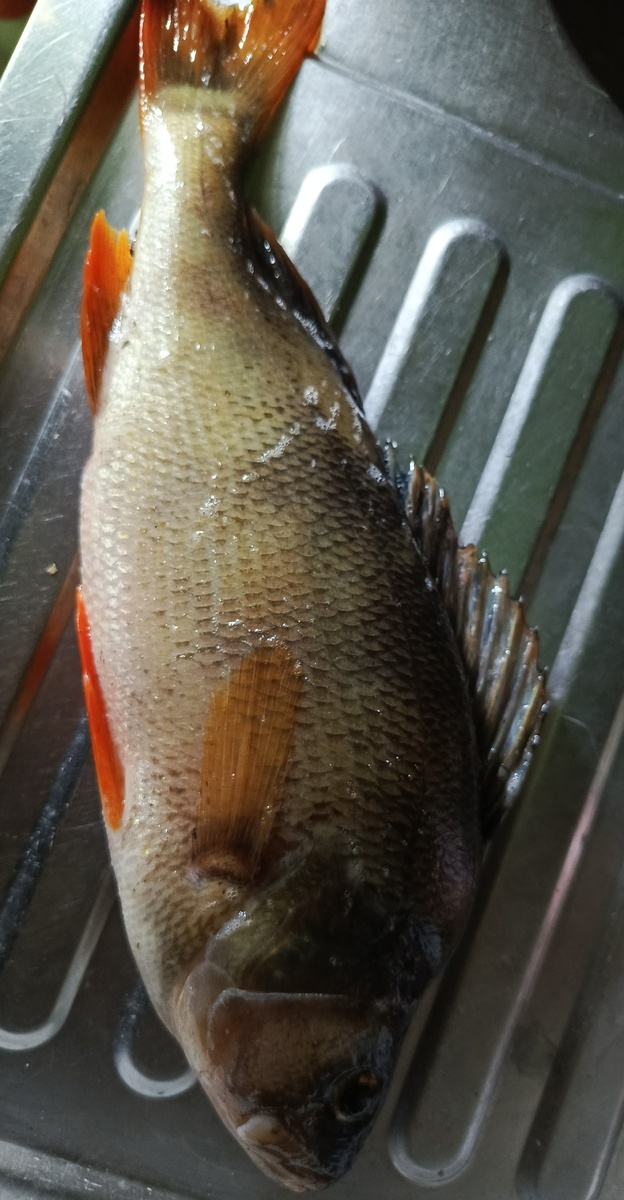 Килограммовыми щуками нас не удивишь, а вот окунек такой-редкость)