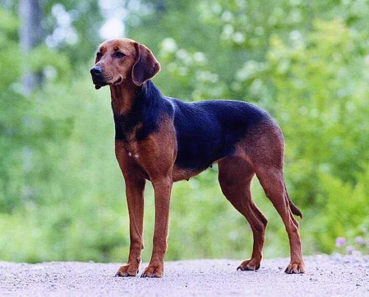 Универсальный!