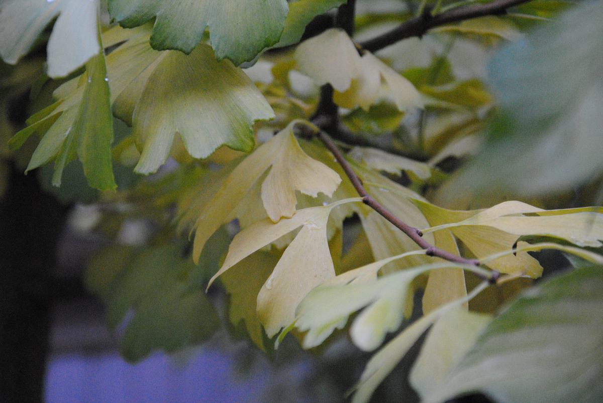 Гинкго в моем Подмосковном саду