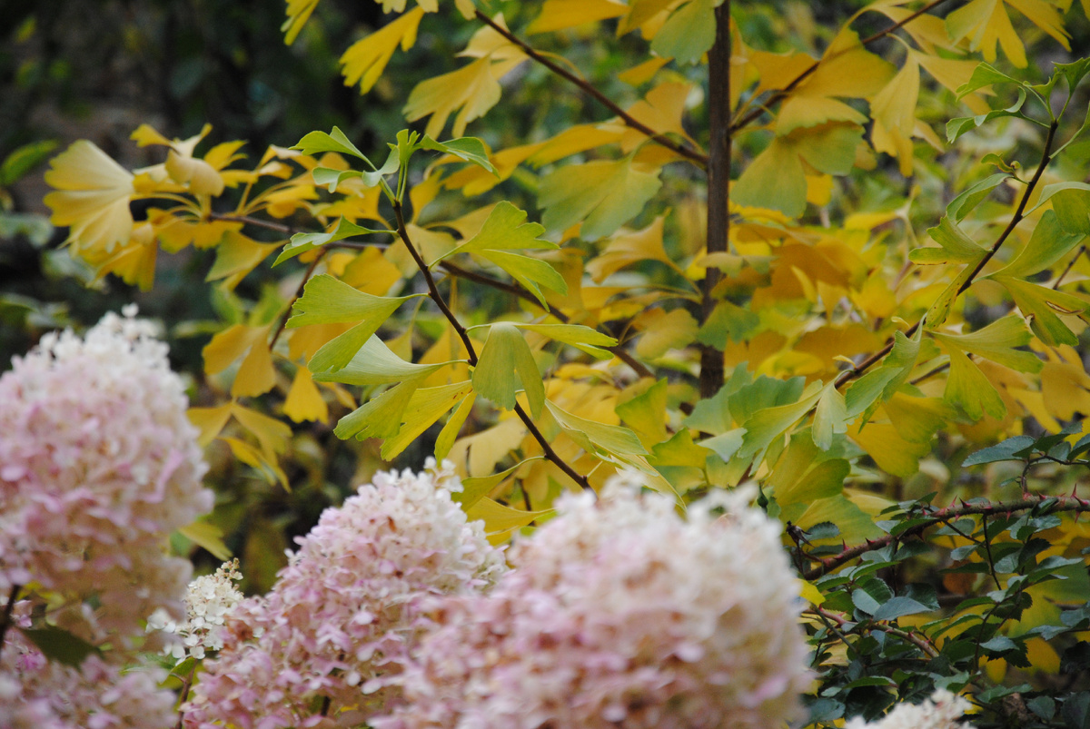 Гинкго в моем Подмосковном саду