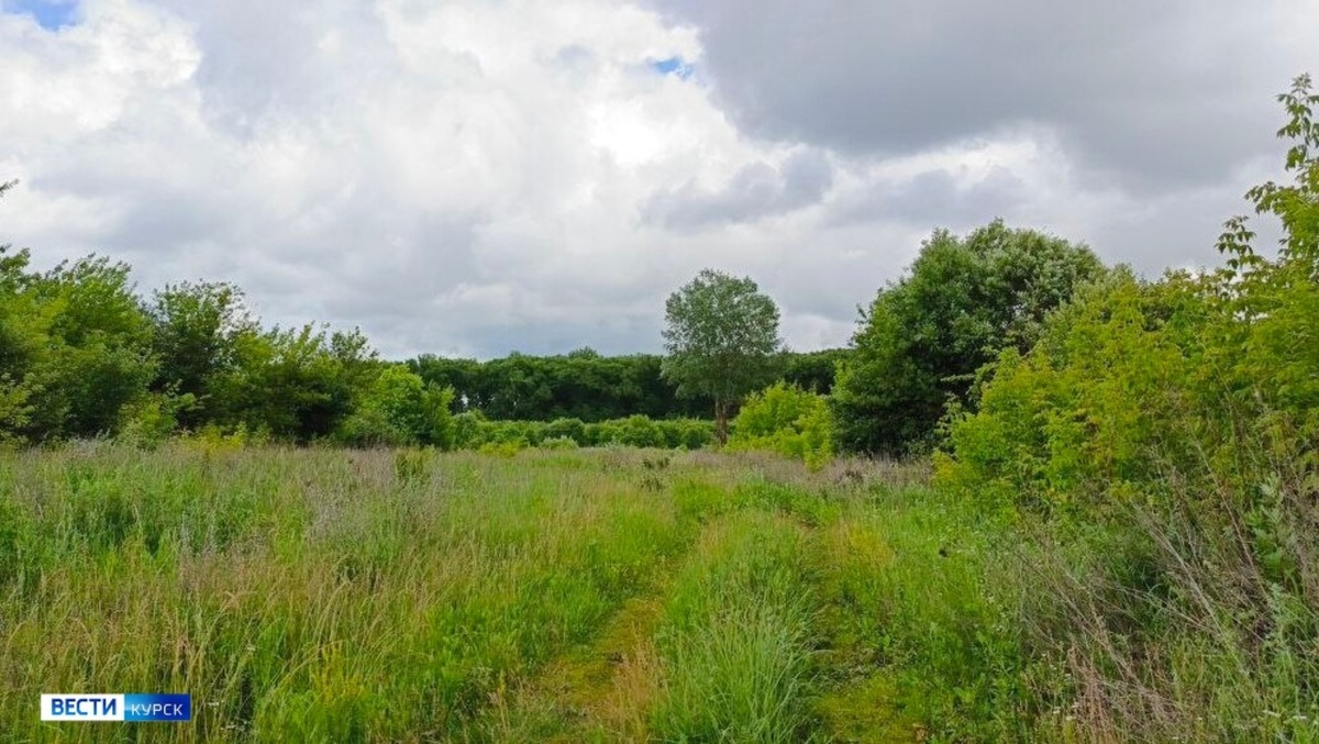    Лето возвращается в Курск