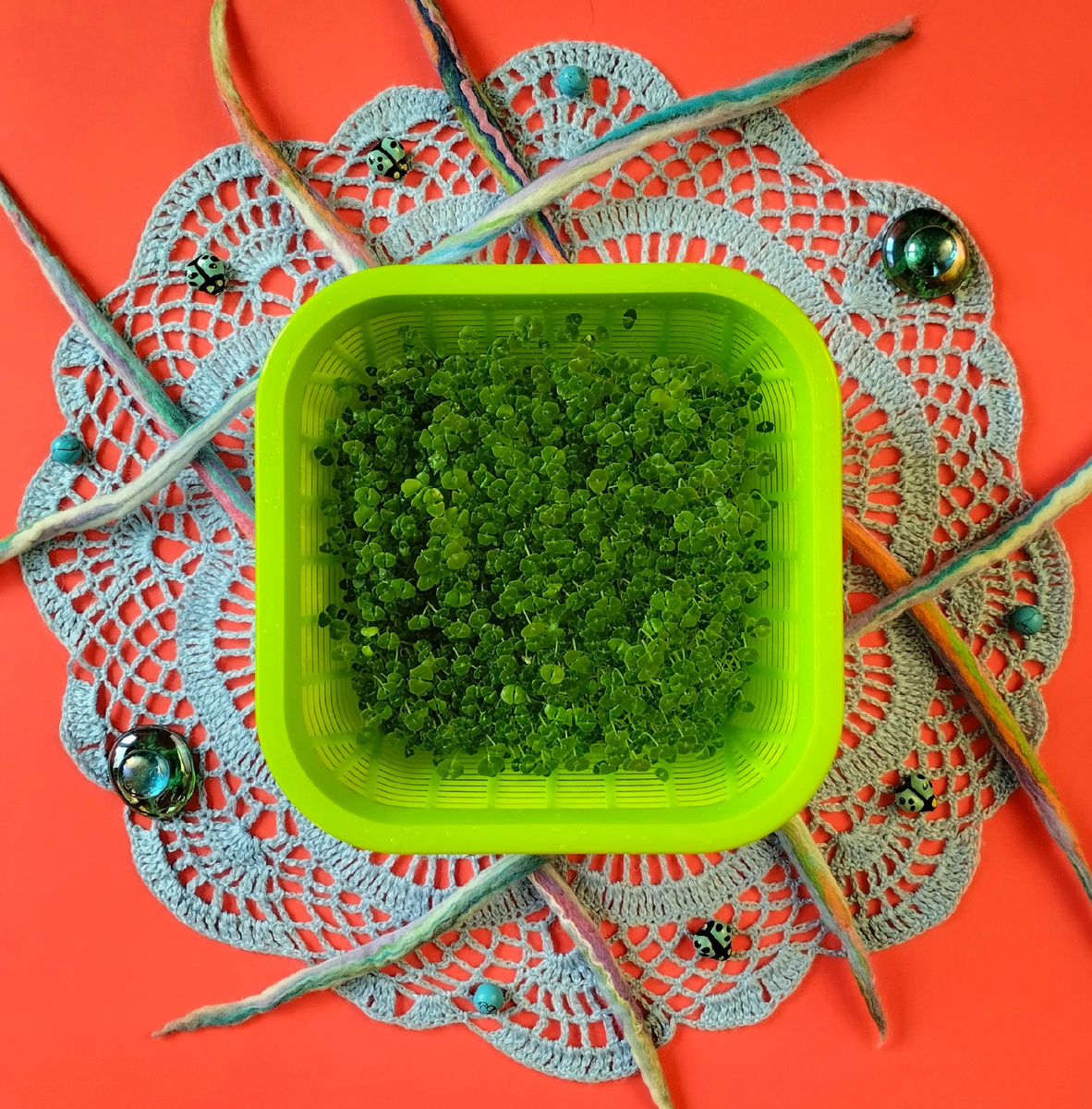 Микрозелень чиа, выращенная в проращивателе.