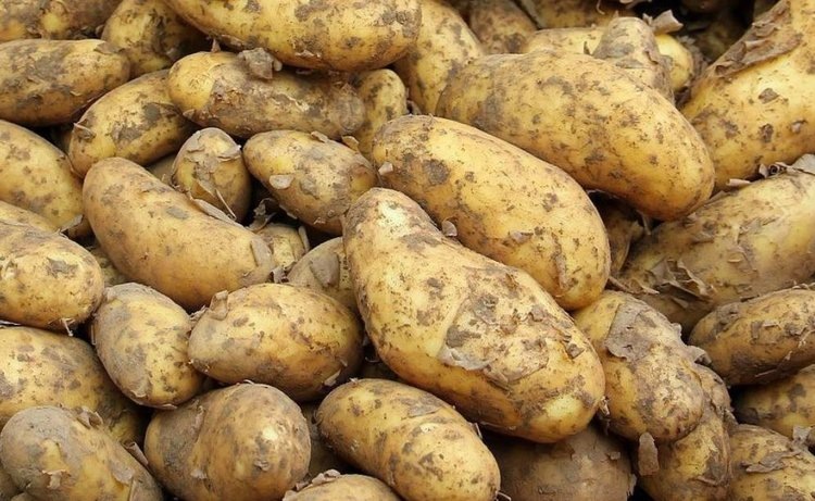    Фото: Минсельхоз Ставропольского края