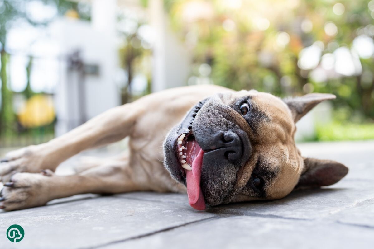 Собака изнывает от жары