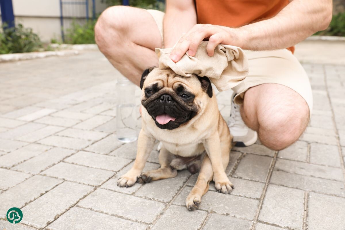Хозяин помогает собаке в жару 