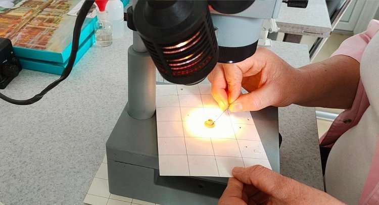    Фото: ФГБУ ЦОК АПК