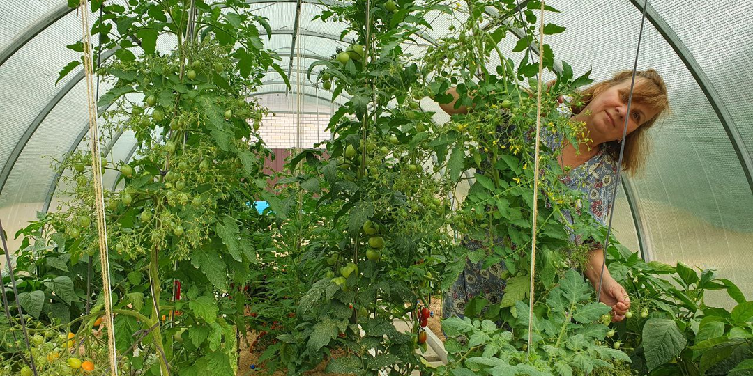 Все цветки томата завяжутся! Несколько личных рекомендаций для большого урожая