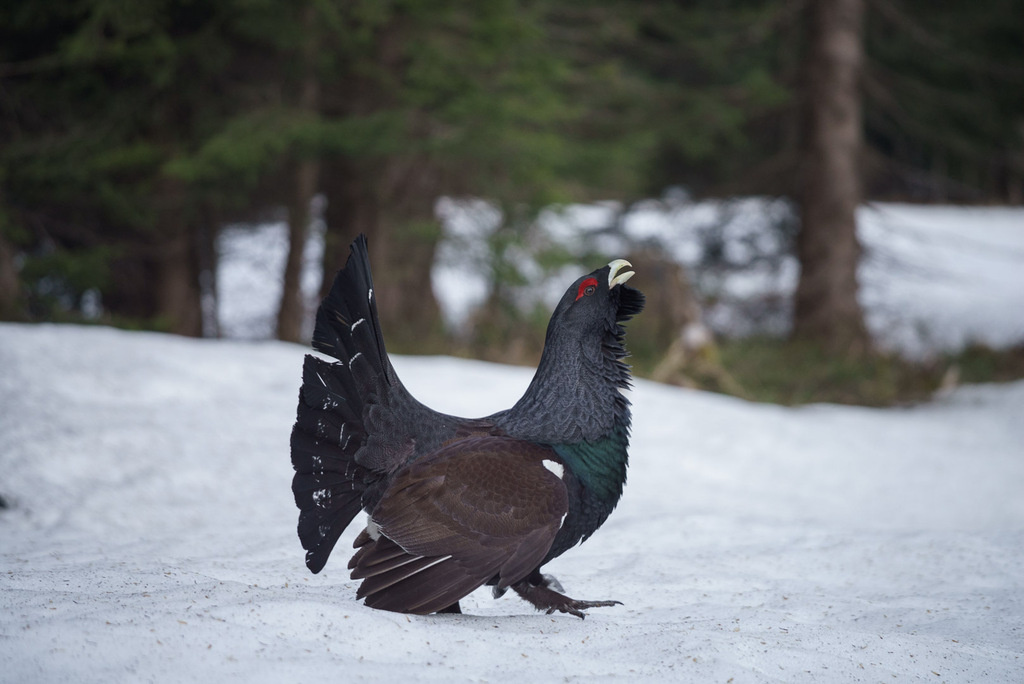 Глухарь, Германия, фото Herbert Stadelmann