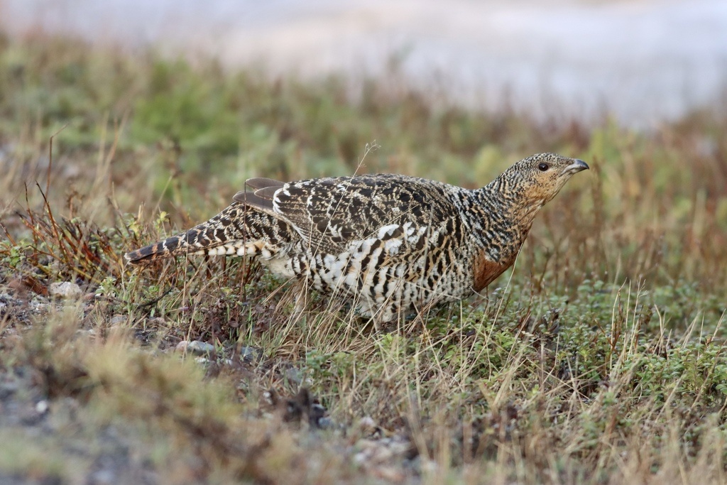 Глухарка, Финляндия, фото Vsevolod Rudyi