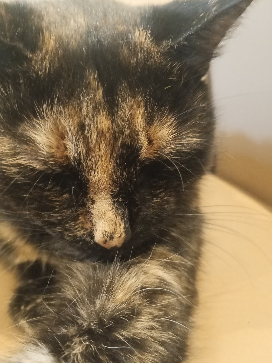 И здесь кошка...