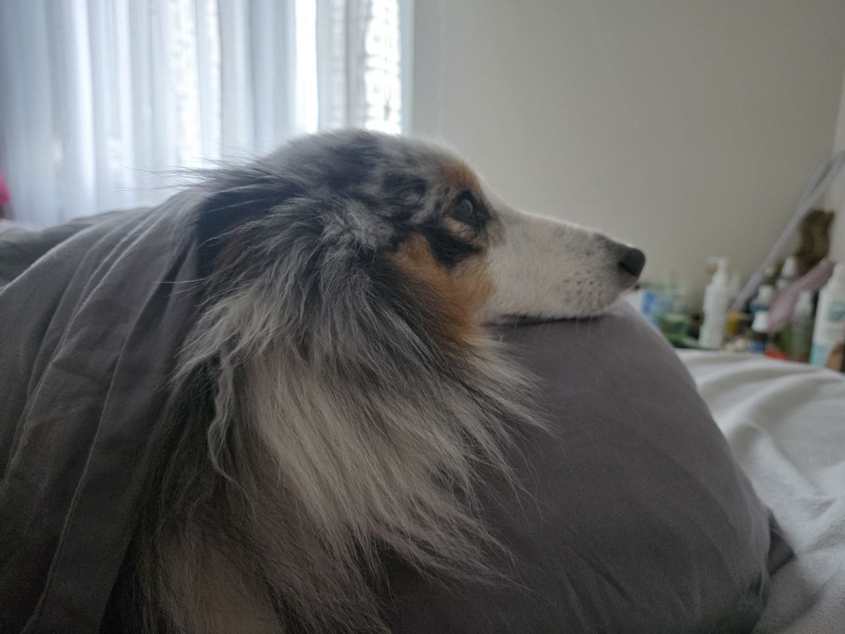 Грустный  Грогу, не понимает, почему эти собачки живут на улице, без человекомам и пап 😭