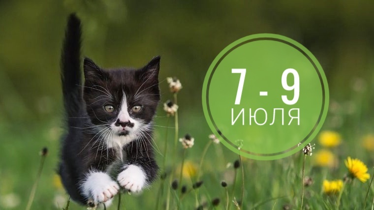 Нумерологический прогноз на первые дни вторую неделю июля: советы и подсказки