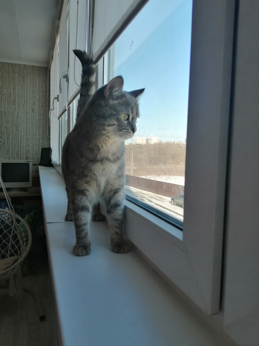 Фото автора. Цезарь ждёт весну.