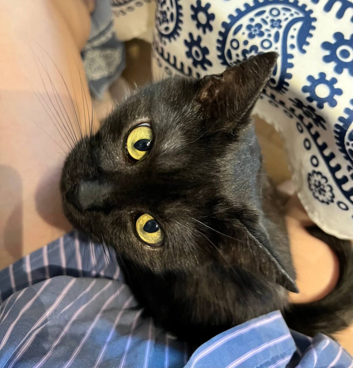 Младший кот Вайс #Замдиректора