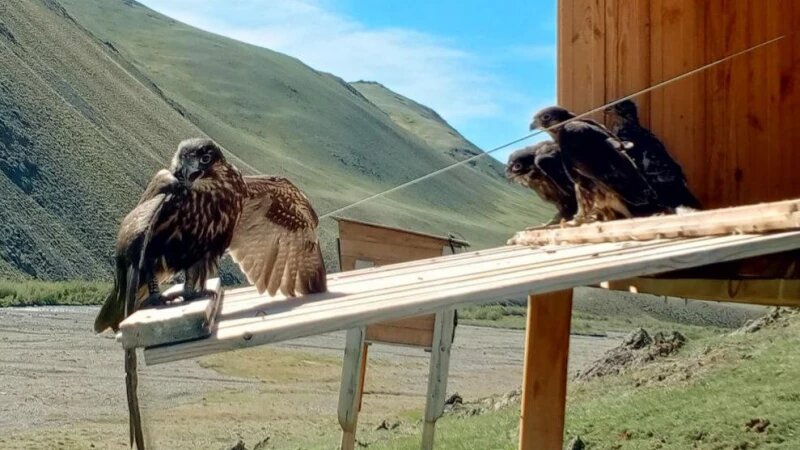     Хэки для выращивания маленьких балобанов Телеграм-канал «Друзья снежного барса»