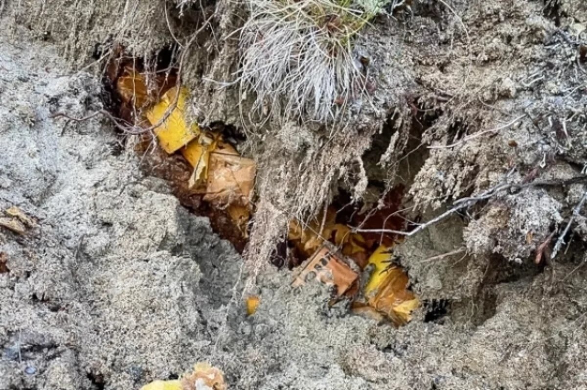    Опасную находку времён войны обнаружили в лесу Мурманской области