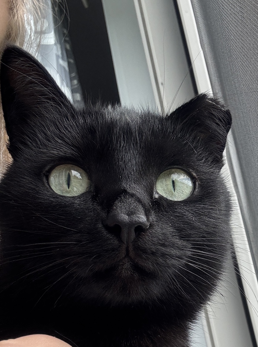 Это Анфиса-проверяющая статистику на моём канале.