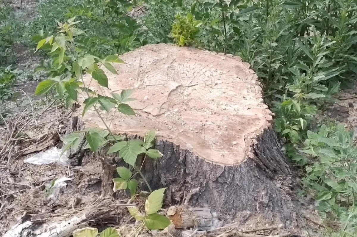    В Прикамье компания вырубила лес на 10 млн рублей на арендованном участке